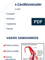 Sistema Cardiovascular 