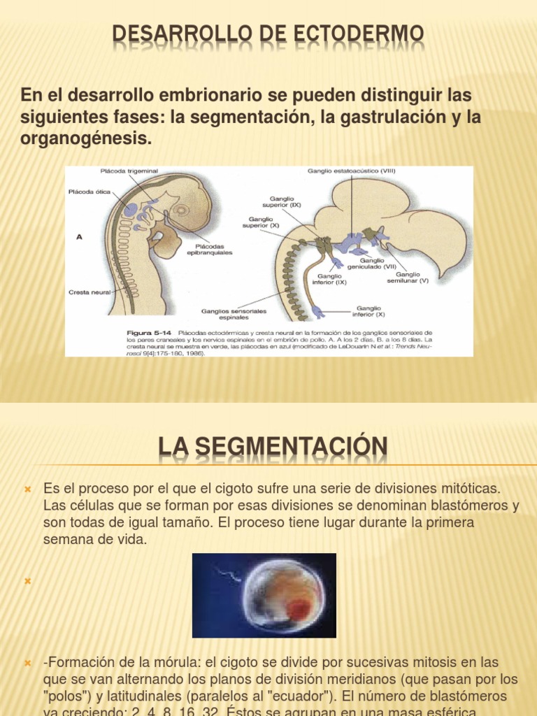 Desarrollo del Ectodermo Embrionario | PDF | Placenta | Reproducción