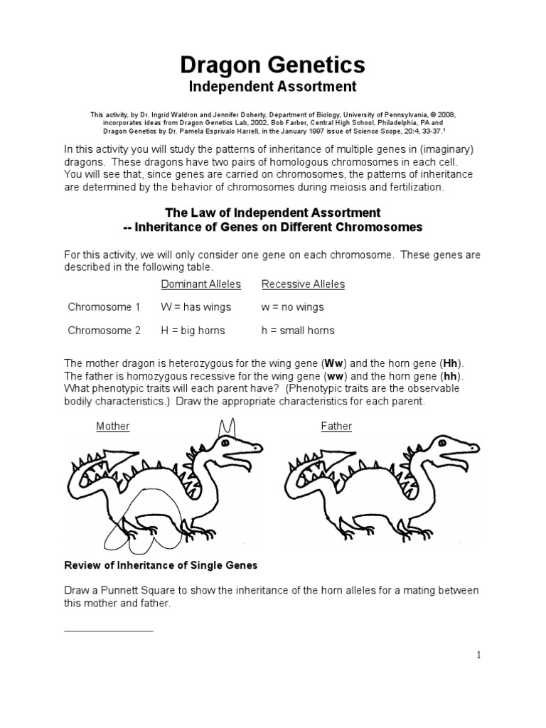 Dragon Independent Assortment | Zygosity | Meiosis