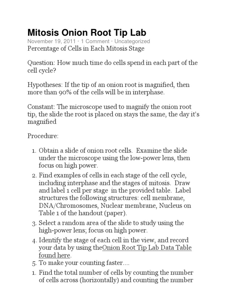 Mitosis Onion Root Tip Lab Mitosis Cell Cycle