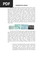 Download Trichophyton Rubrum by Chandraa Hidayaatt SN142513183 doc pdf