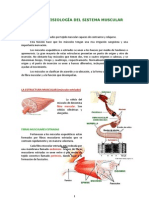 Anatomia y Fisiologia Del Sistema Muscular