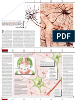 Neurociencia Reloaded