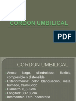 Cordon Umbilical