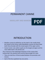 Permanent Canine: Maxillary and Mandibular