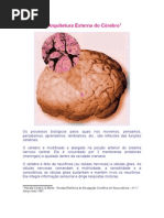 A Arquitetura Externa Do Crebro.doc