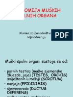 Anatomija Muskih Spolnih Organa