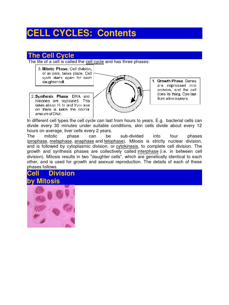 Lecture 7 - The Cell Cycle | PDF