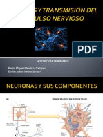 SINAPSIS Y TRANSMISIÓN DEL IMPULSO NERv