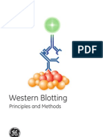 Western Blotting