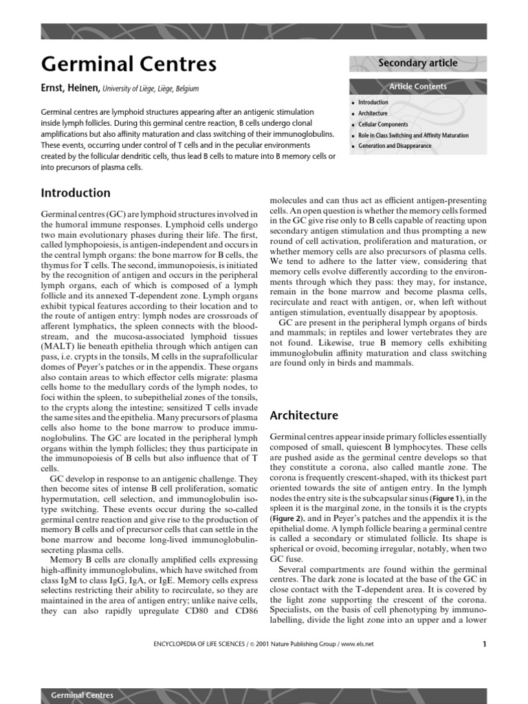 Germinal Centres PDF | PDF | B Cell | Lymph Node
