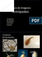 Todo Artropodos