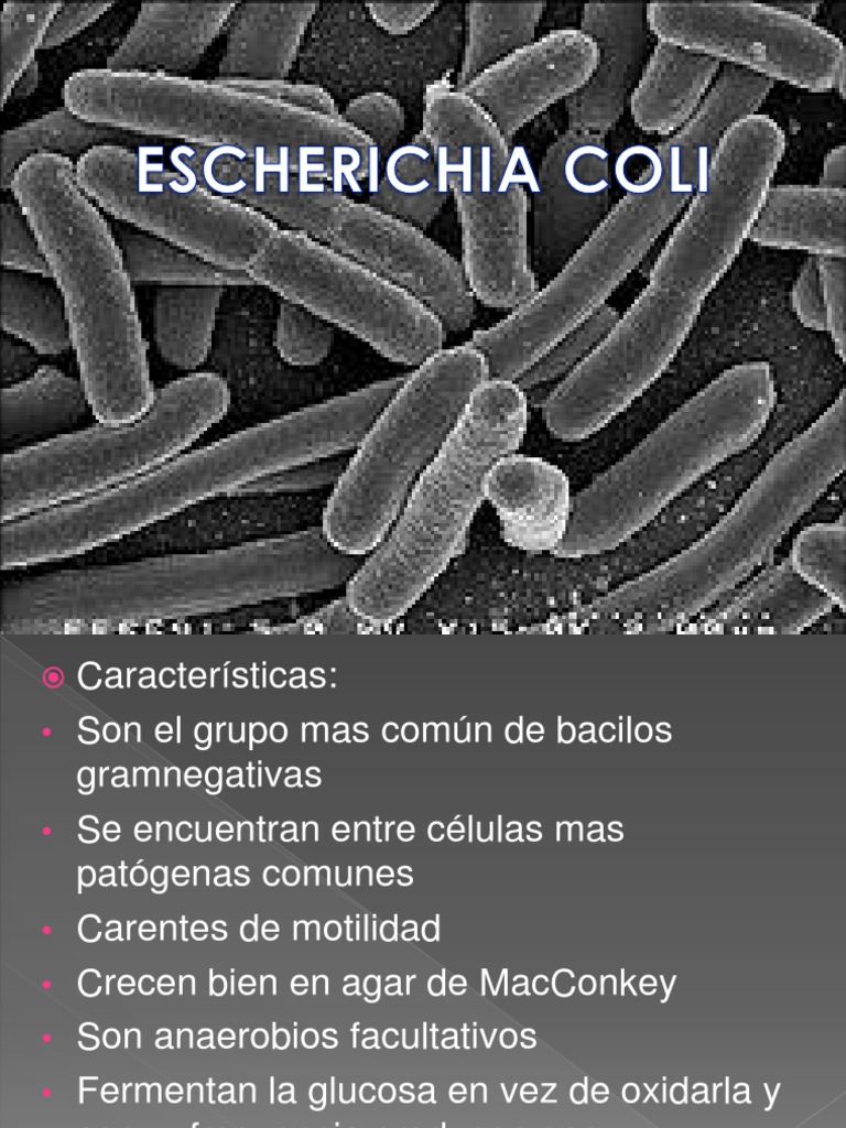 ecoli-caracteristicas-antigenos-patologias-prevencion | PDF ...