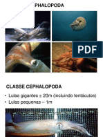 Classe Cephalopoda