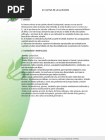 Cultivo de La Alcachofa