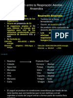 1comparación Entre La Respiración Aerobia - Anaerobia