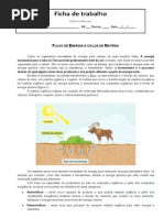 Ficha e Trabalho Cadeias e Teias Alimentares