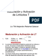 Maduración y Activación de Linfocitos T