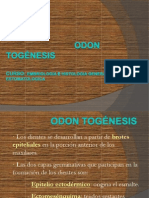 1.4 odontogenesis
