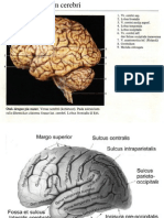 Brain Hemispheres, Lobes, and Cortical Areas