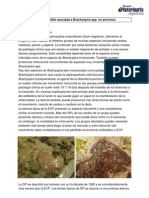 Colitis Asociada A Brachyspira SPP en Porcinos PDF