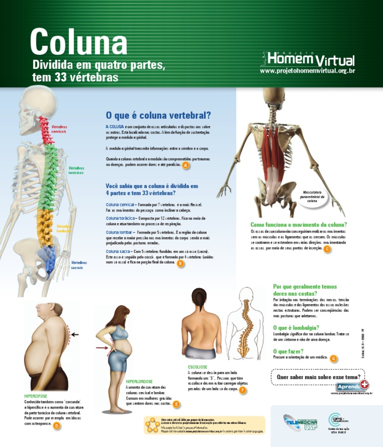 Anatomia Da Coluna Vertebralpdf Coluna Vertebral Vértebra