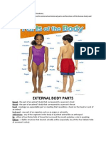 External Body Parts