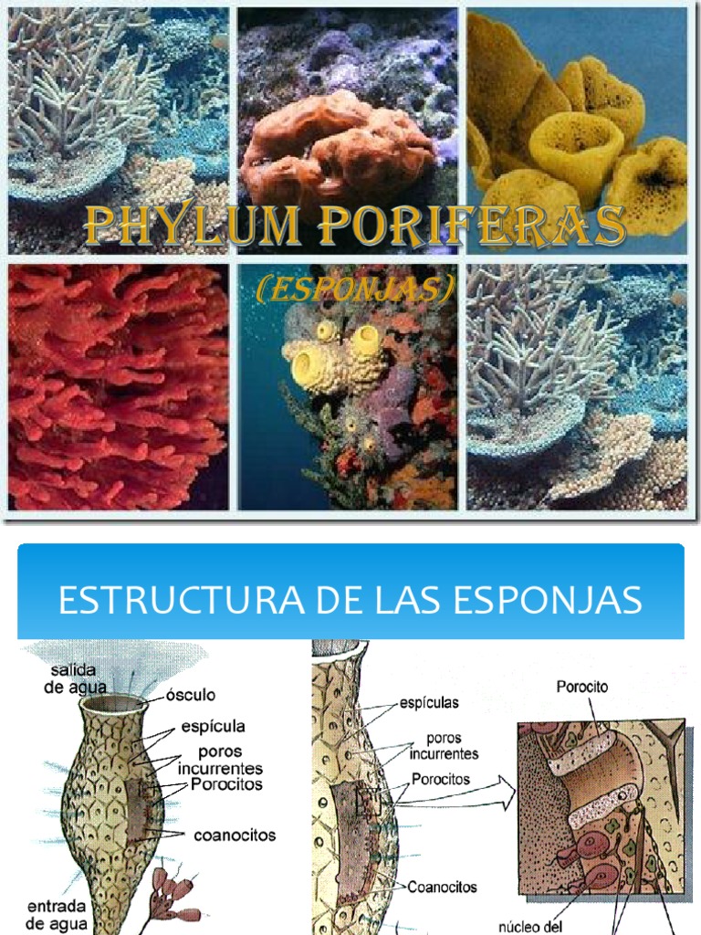 Esponjas de Mar Exposicion f Esponja Zoología