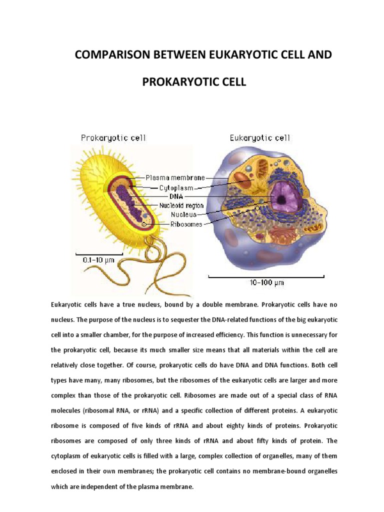 Comparison Between Eukaryotic Cell And Prokaryotic Cell