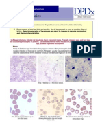 Babesia Benchaid PDF