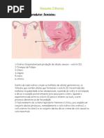 aparelhoreprodutorfeminino.doc