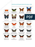 Más de 40 especies de mariposas tropicales en exhibición