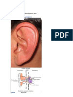 Anatomia da orelha humana