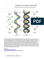 Secuencia de Los Aminoácidos en Las Moléculas de ADN y ARN
