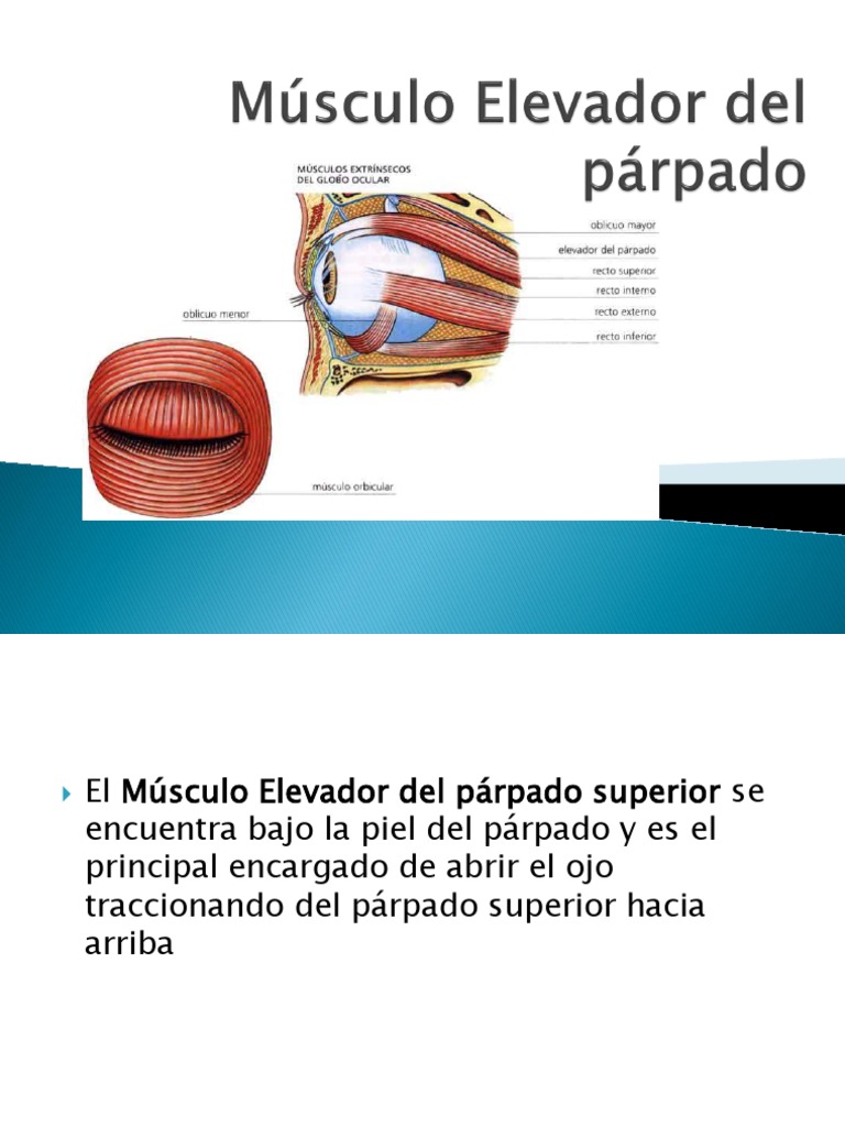 anatom-a-del-elevador-del-p-rpado-superior-ems-solutions