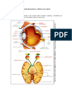 O funcionamento do olho humano