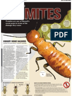 What Bugs Hawaii: Termites