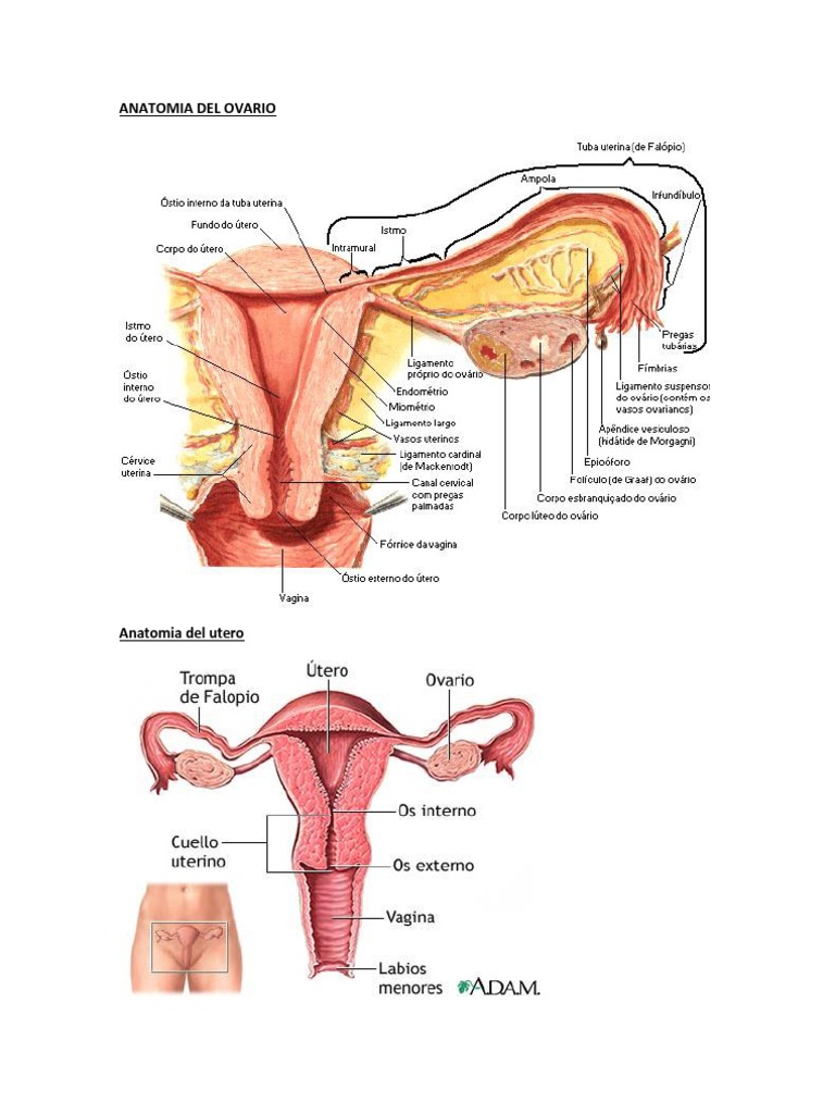 Anatomia Del Utero | PDF, image size:768x1024
