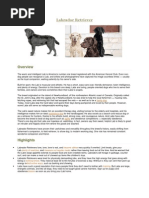 Important Dog Breeds & Characteristics