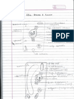 Diagrams of The Animal and Plant Cell