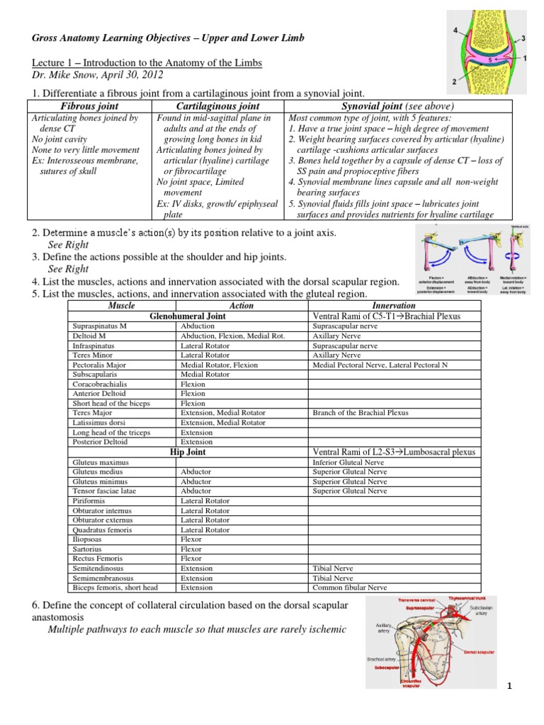 Gross Anatomy Learning Objectives - Limbs | PDF | Anatomical Terms Of ...