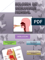 Fisiologia de La Deglucion (Semin Orto)