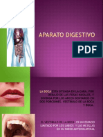 Aparato Digestivo