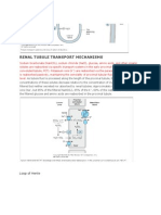 Renal Tubule Transport Mechanisms: Loop of Henle