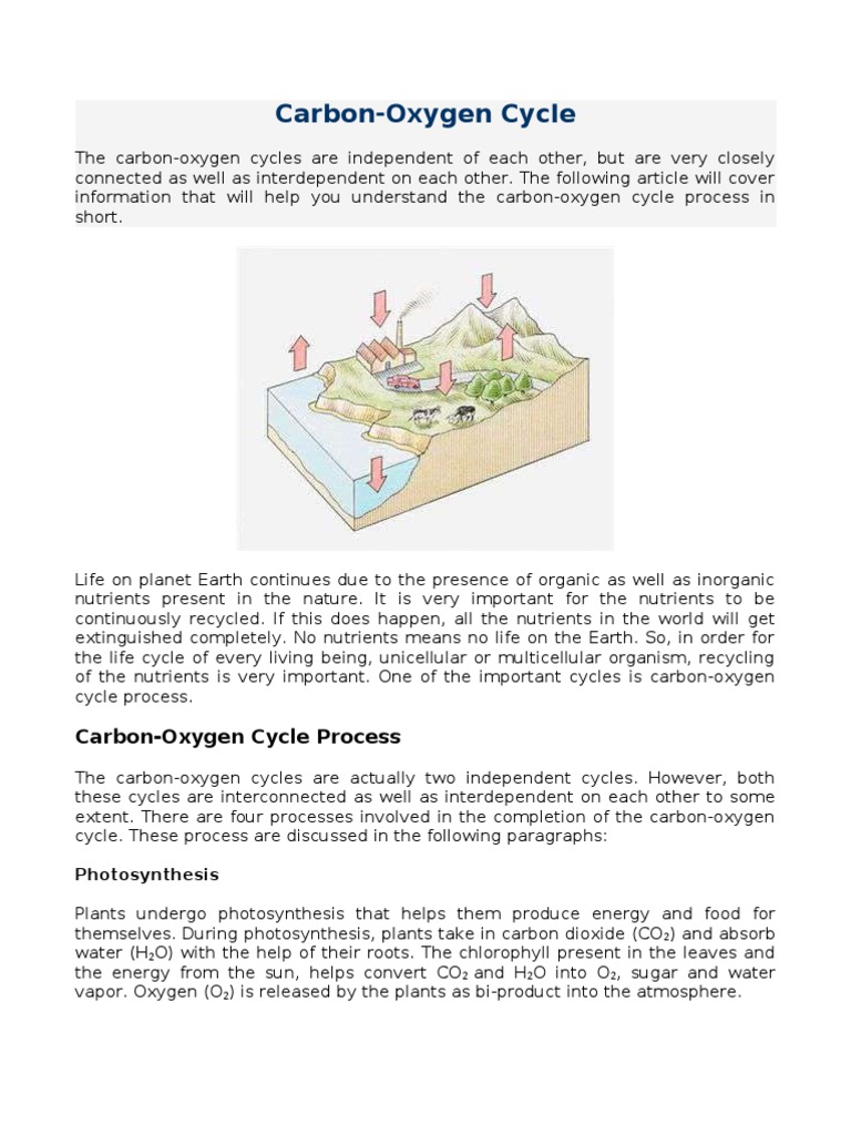 Carbon Oxygen Cycle | PDF | Carbon Dioxide | Oxygen