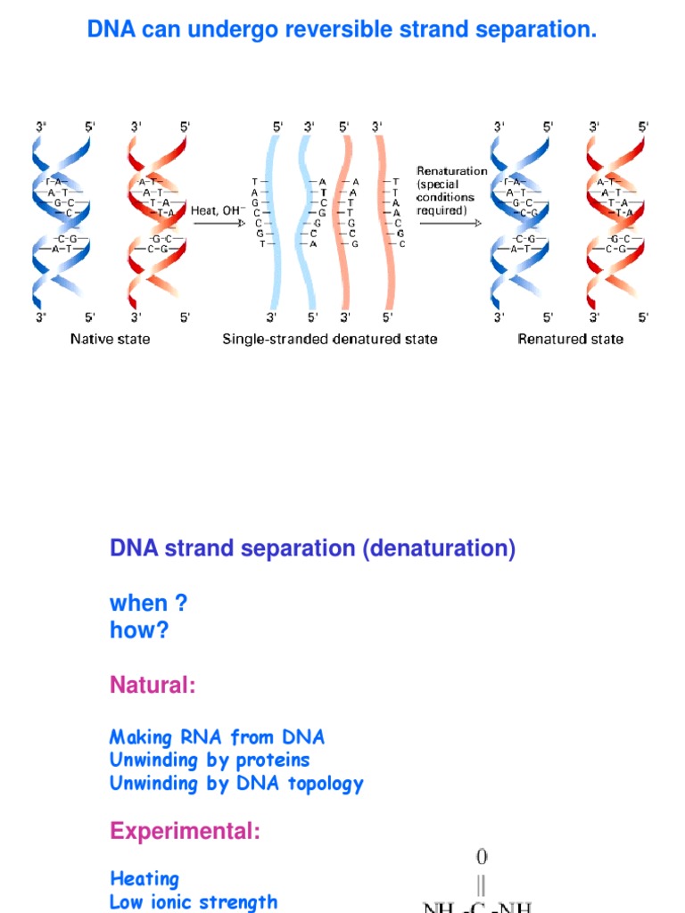 II. Cot Analysis Denaturation (Biochemistry) Structural Biology