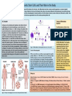 Haematopoetic Stem Cells 