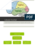 Lóbulo Frontal