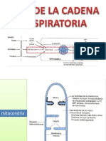 Vias de La Cadena Respiratoria