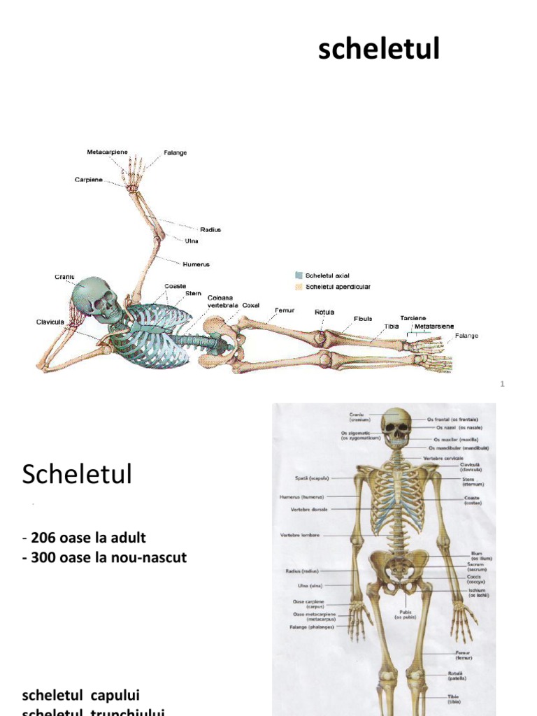 neurocraniul are articulatii semimobile)